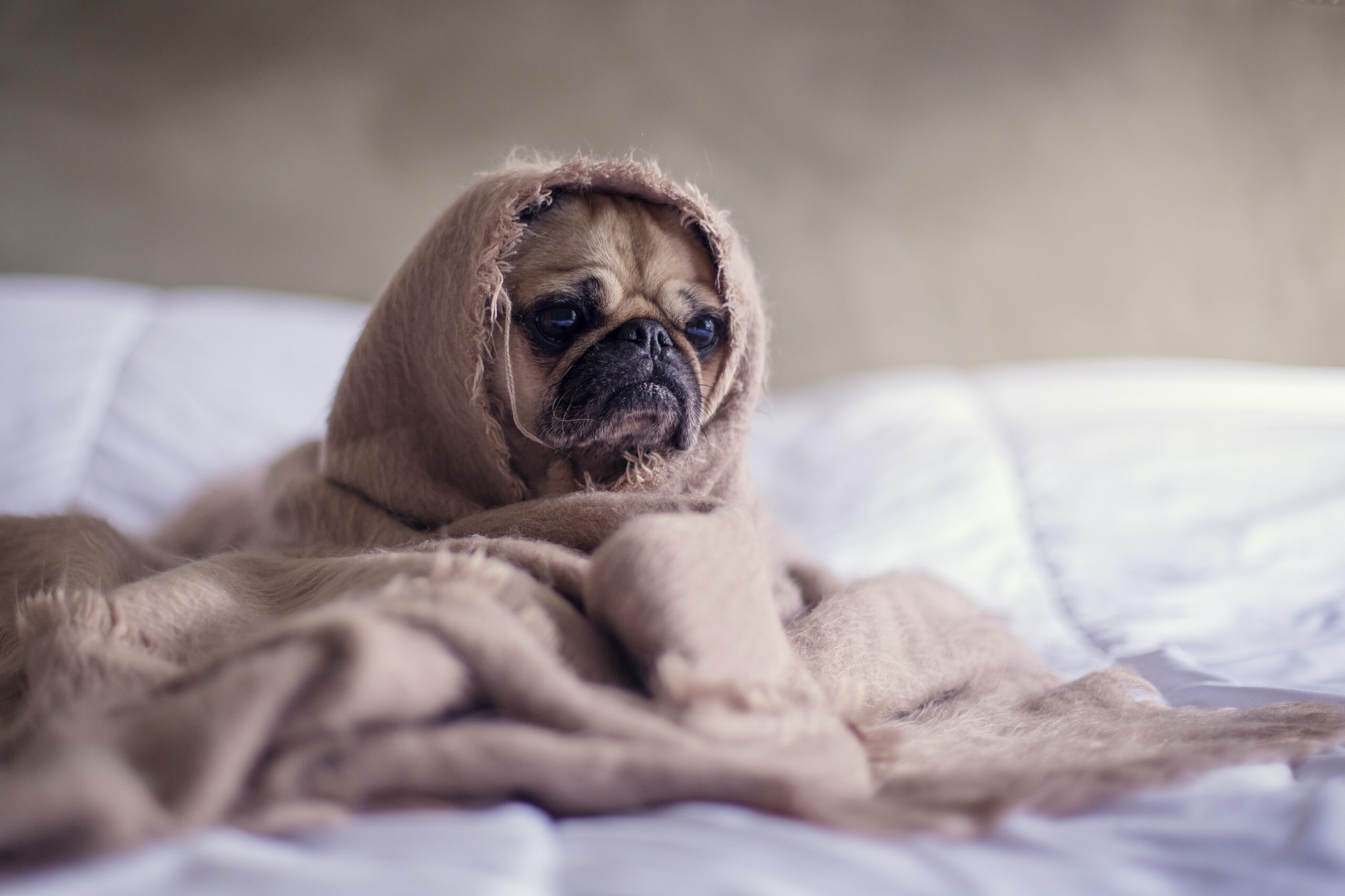 ストレスをかかえた犬